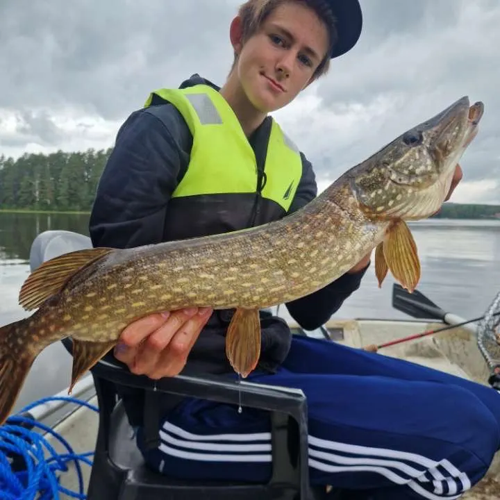 Northern pike caught on Fishbrain