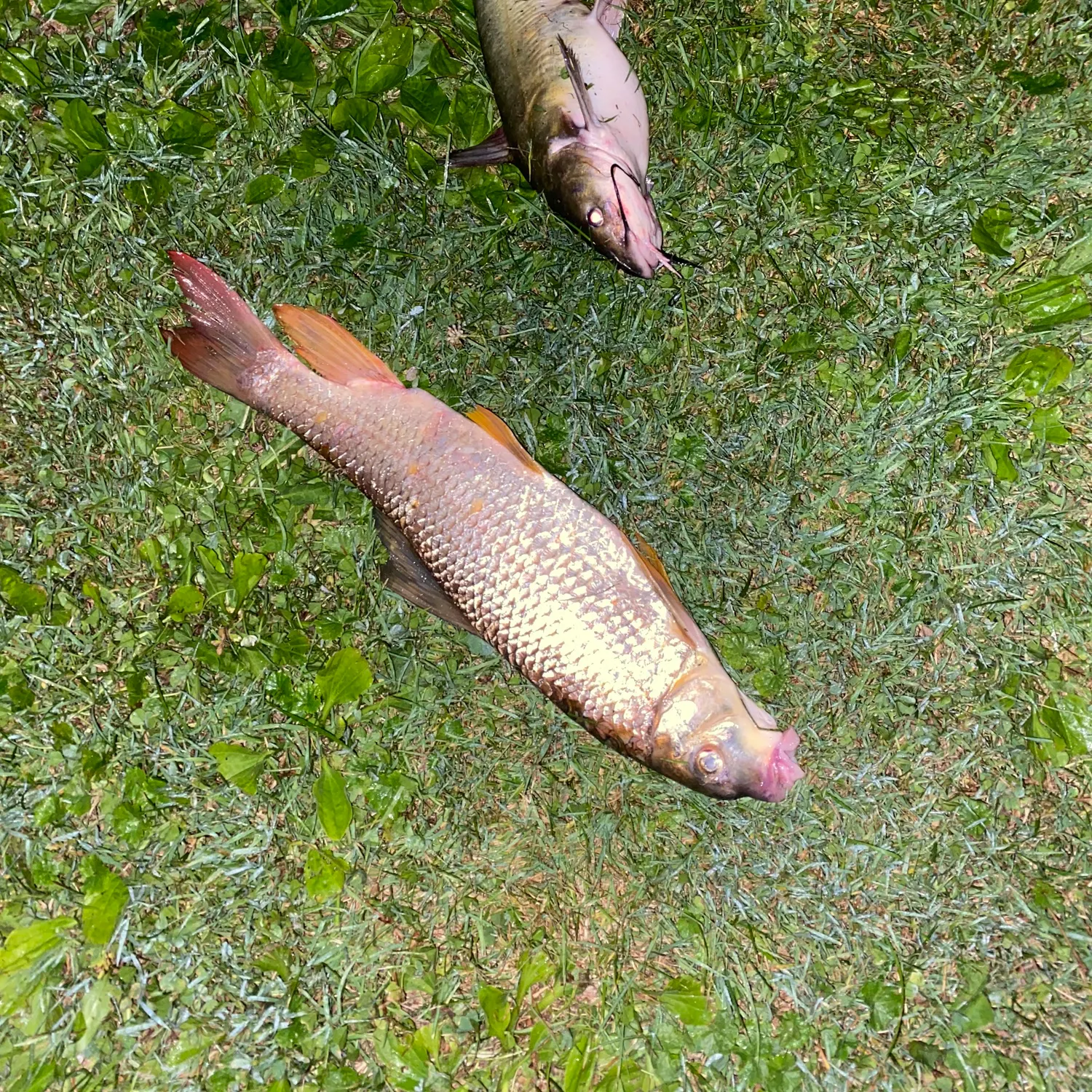 Fish caught on Fishbrain