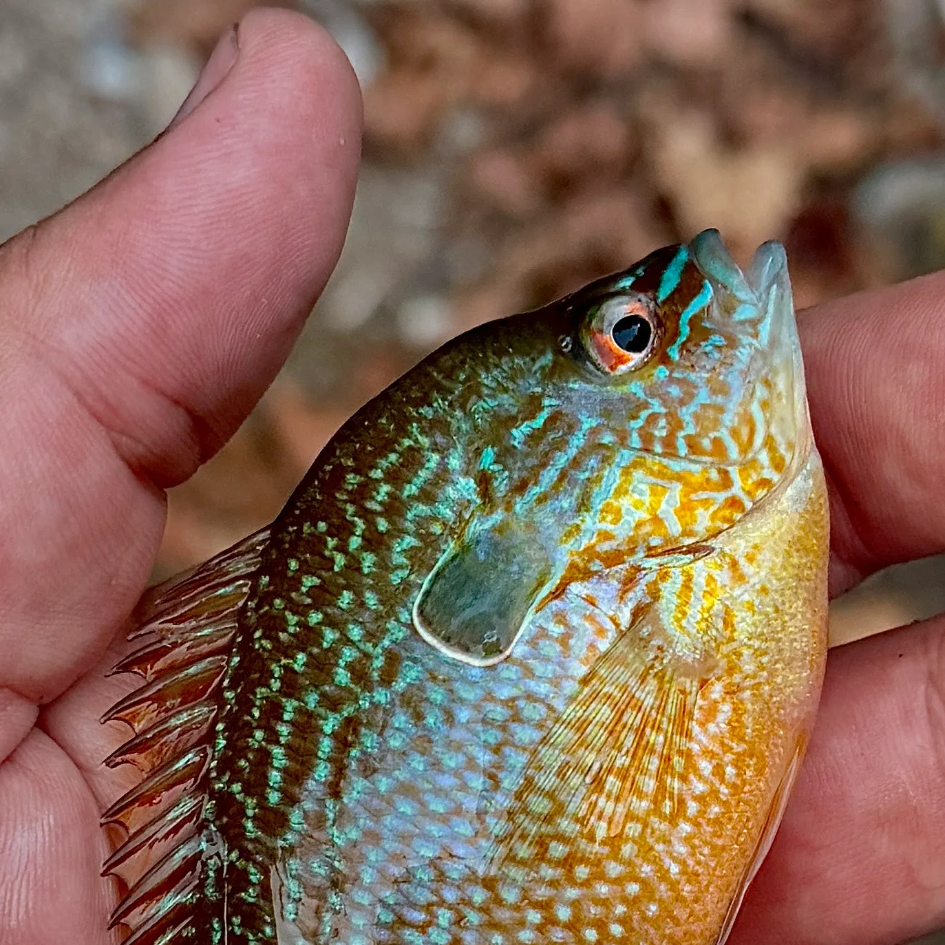 Longear sunfish caught on Fishbrain