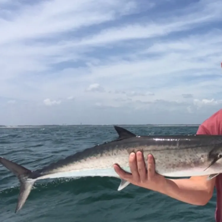 The most recent King mackerel catches on Fishbrain
