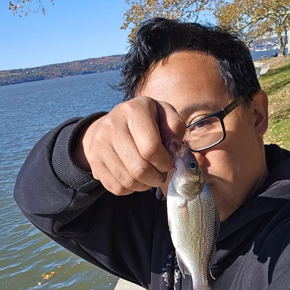 White perch caught on Fishbrain