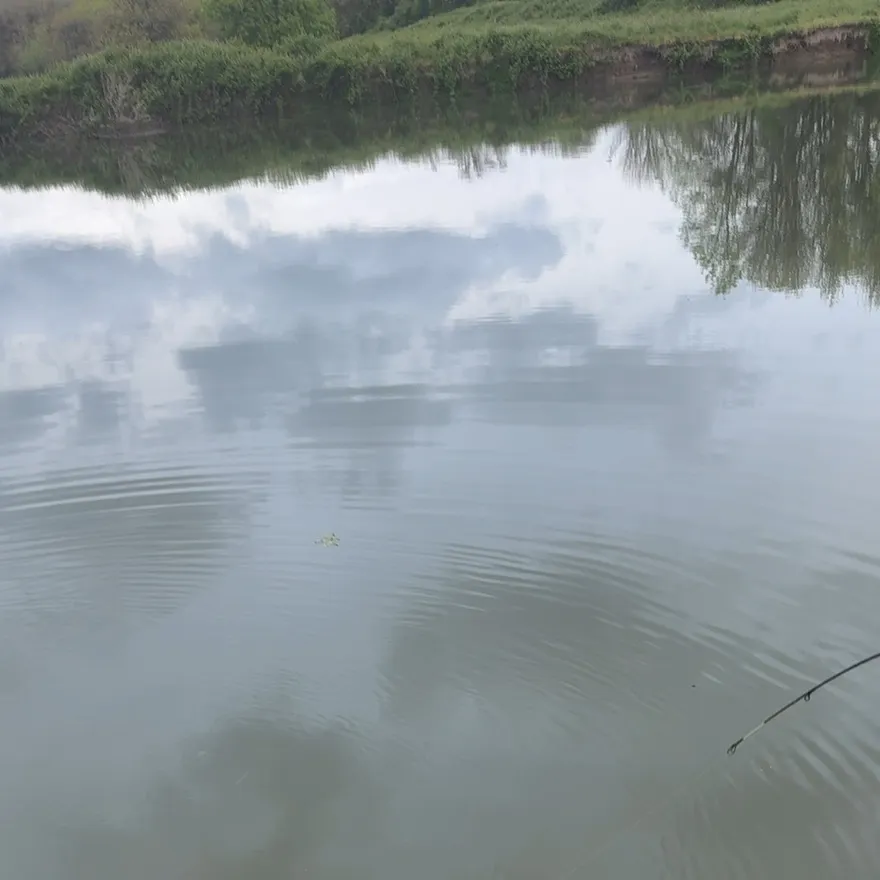 White sturgeon caught on Fishbrain