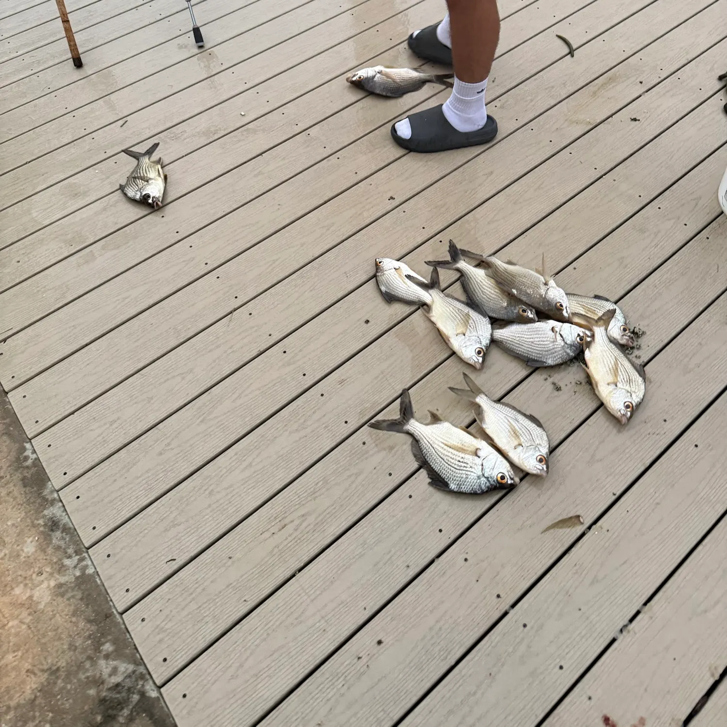 The most recent Striped mojarra catches on Fishbrain