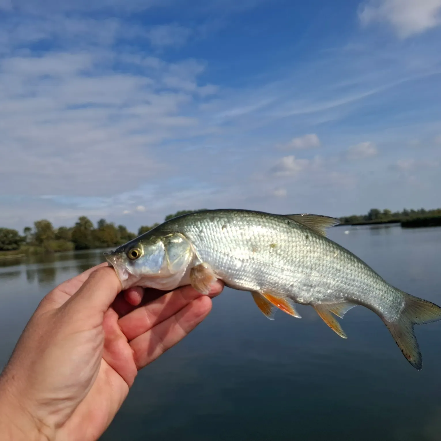 Asp caught on Fishbrain