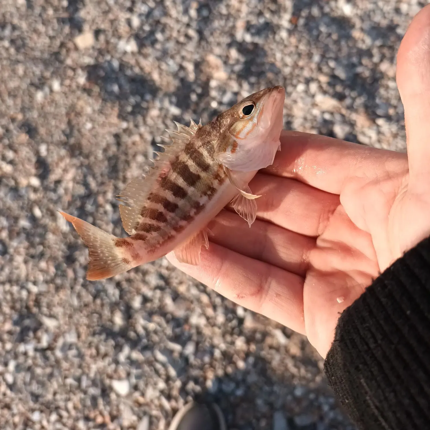 The most recent Comber catches on Fishbrain