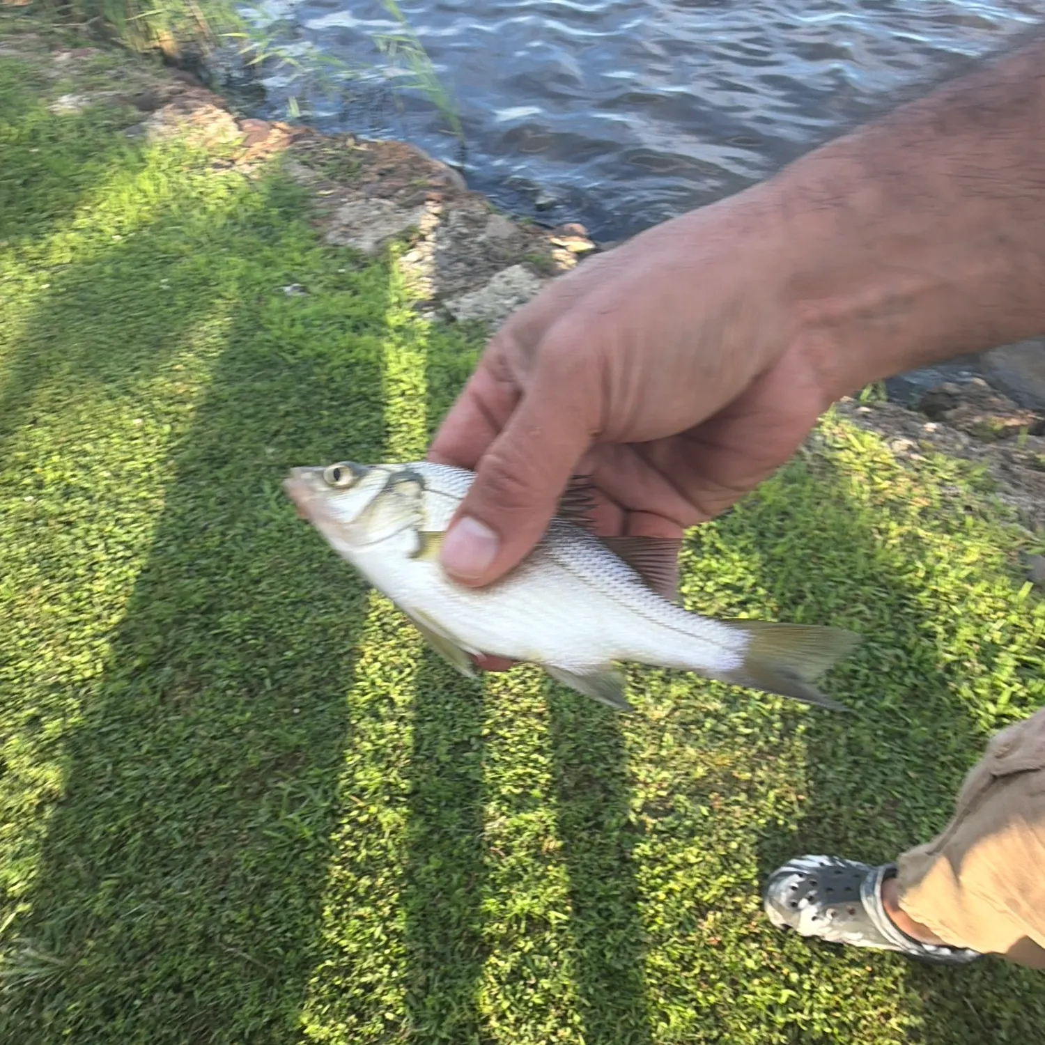Fish caught on Fishbrain