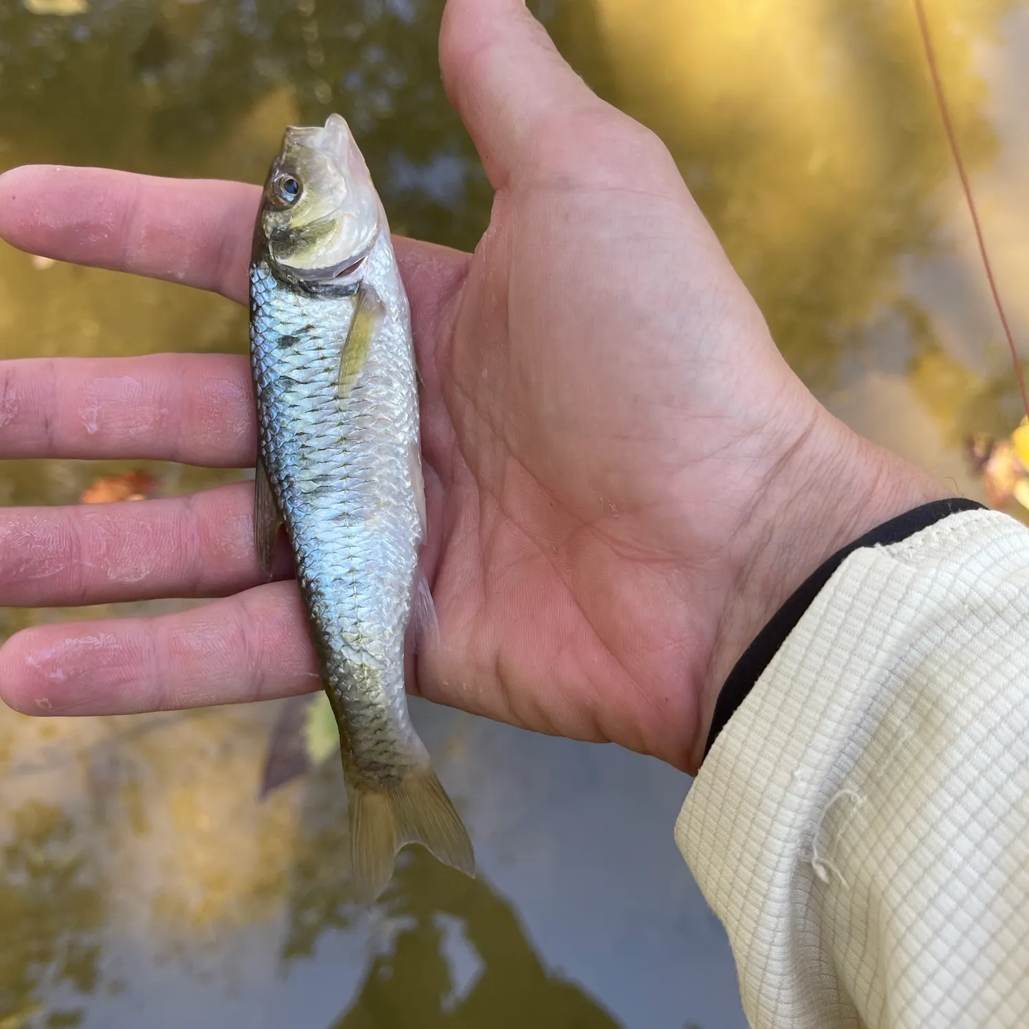 Striped shiner caught on Fishbrain