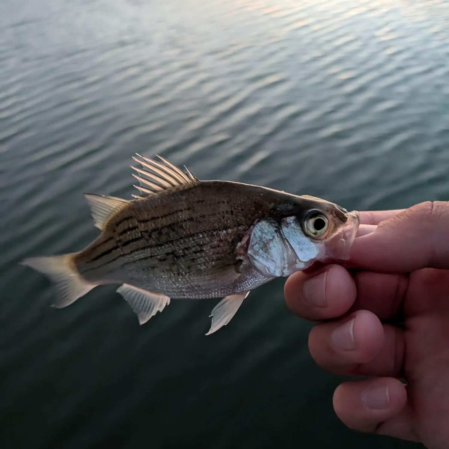 White bass caught on Fishbrain