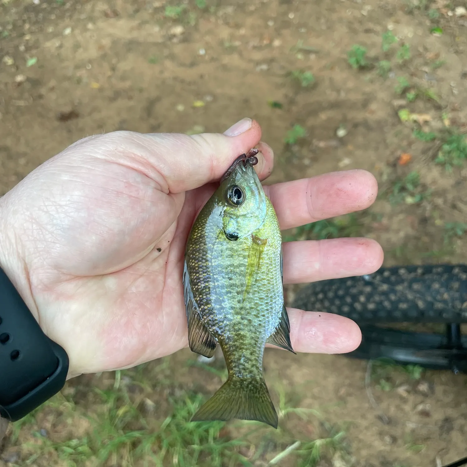 Bluegill caught on Fishbrain