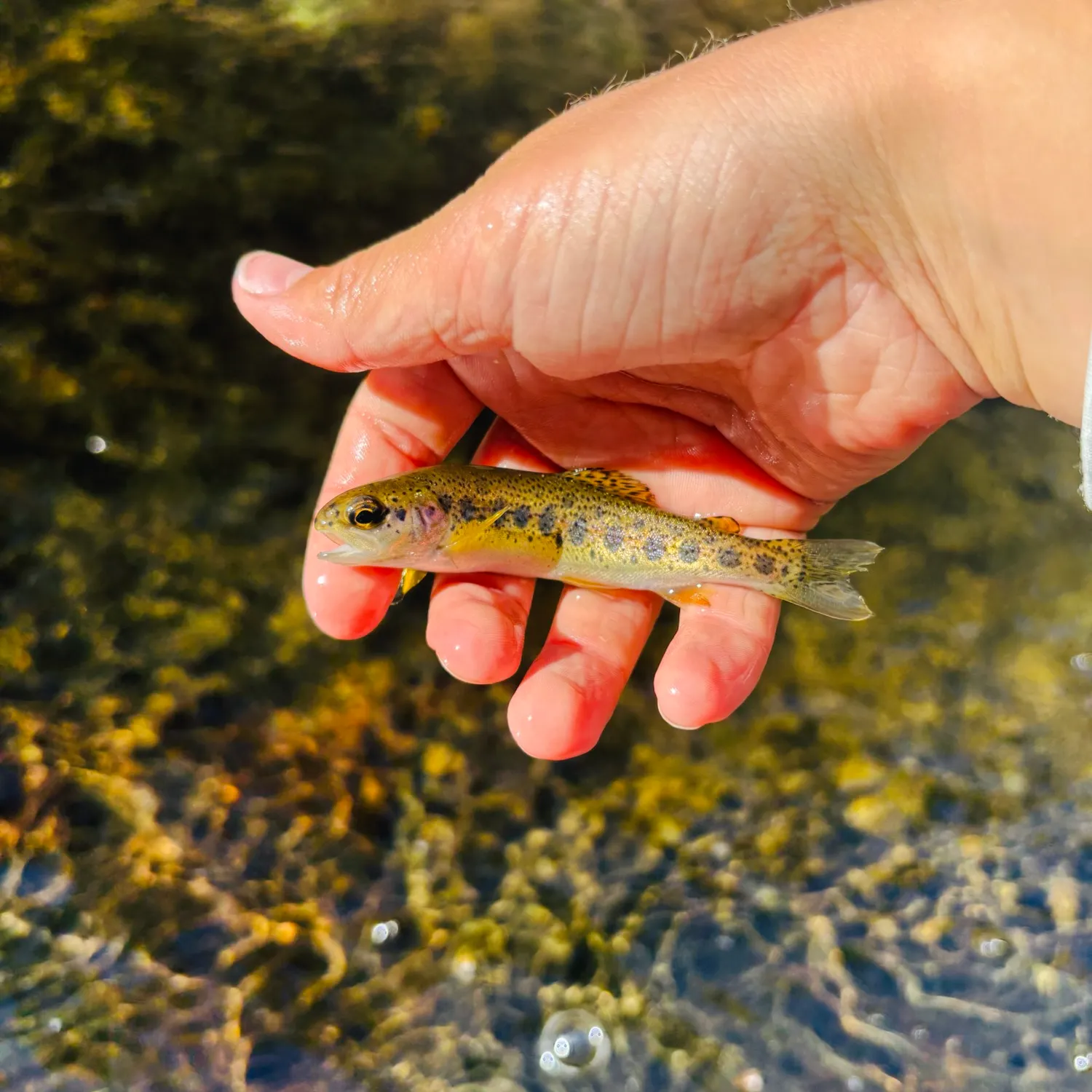 Rainbow trout caught on Fishbrain