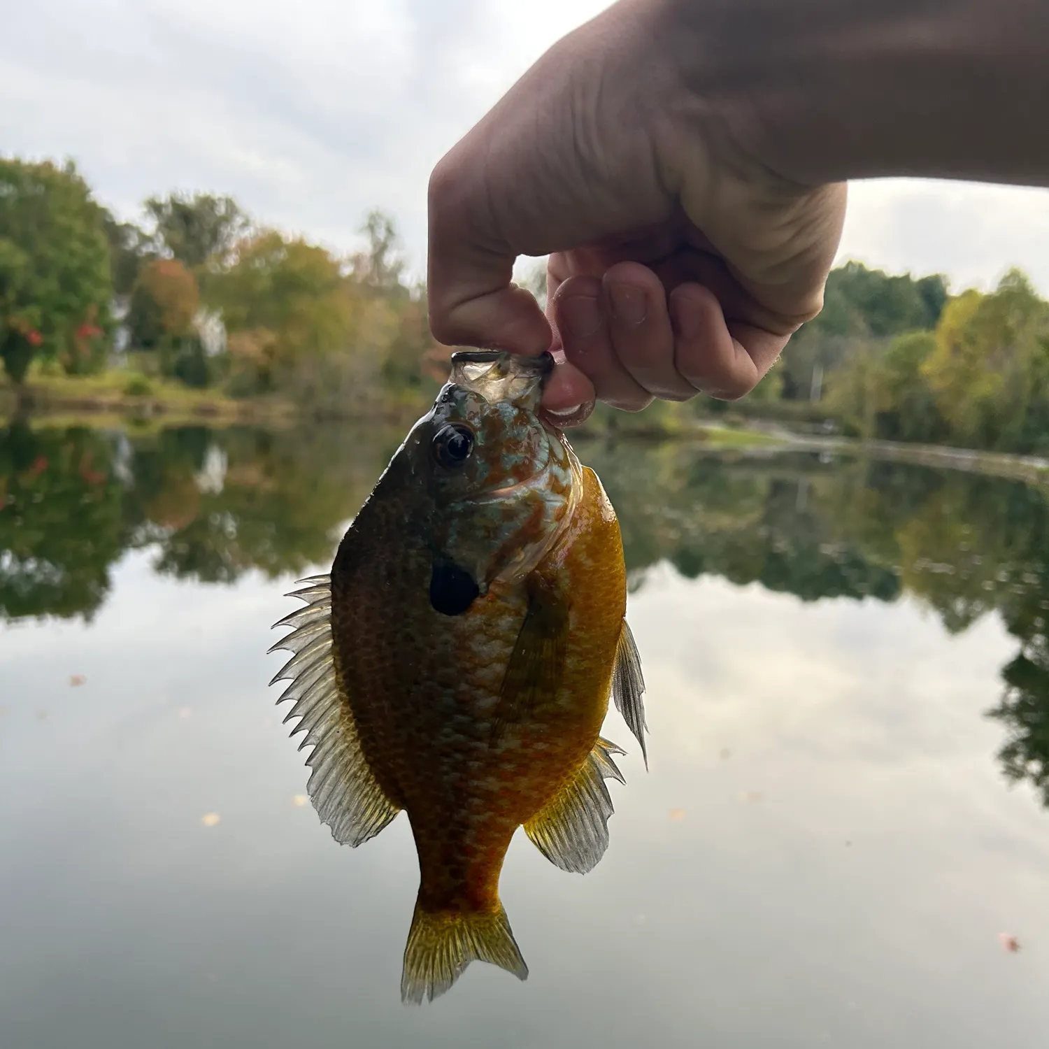 Pumpkingill hybrid caught on Fishbrain
