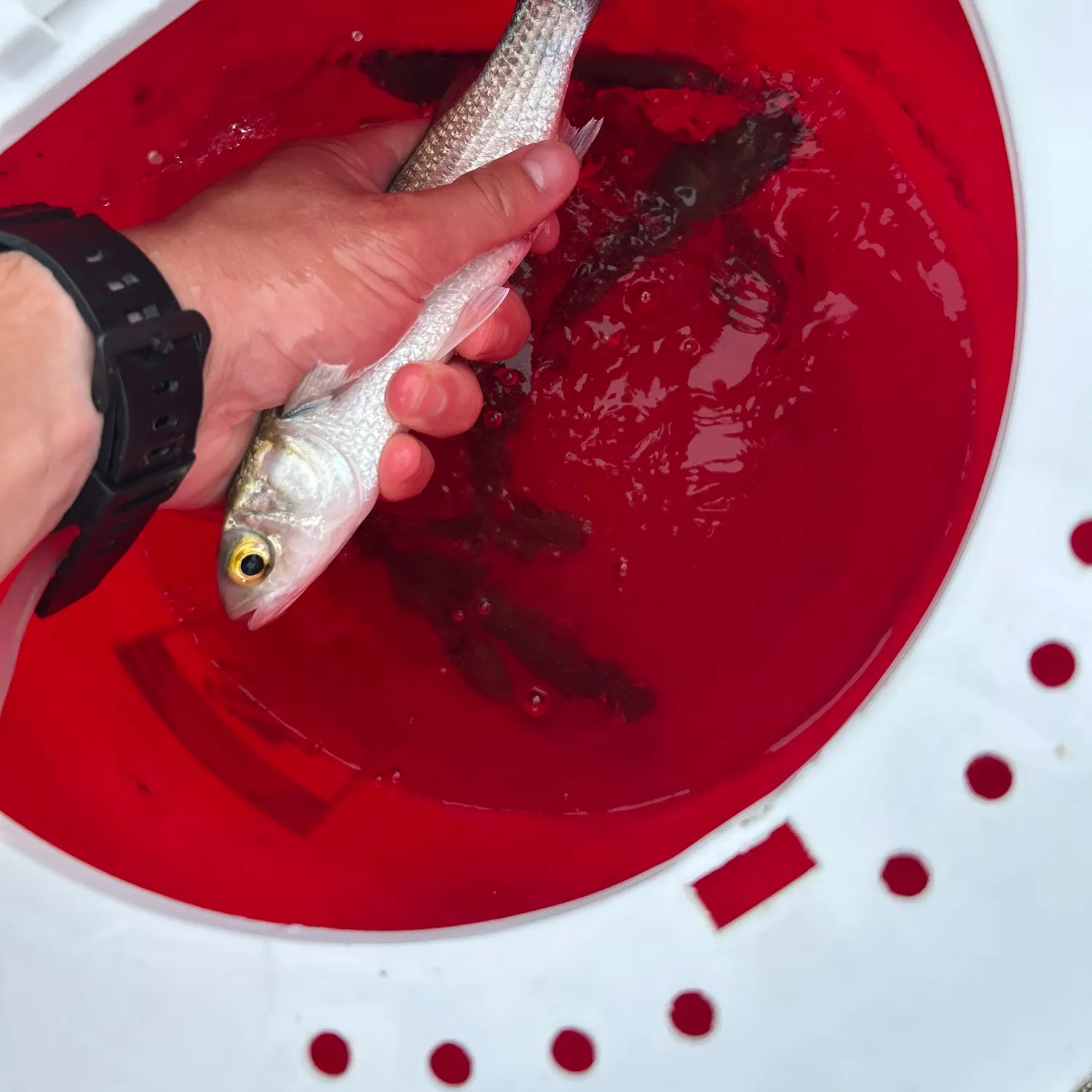 The most recent Silver mullet catches on Fishbrain