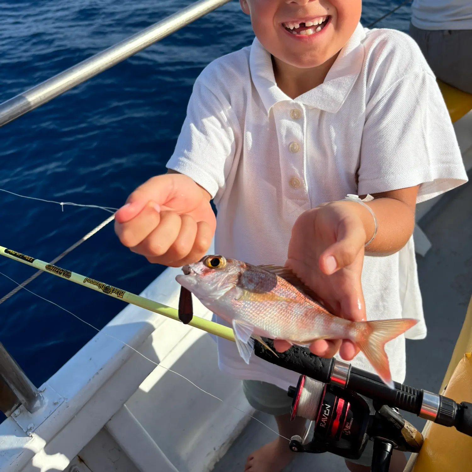 Goldlined seabream caught on Fishbrain