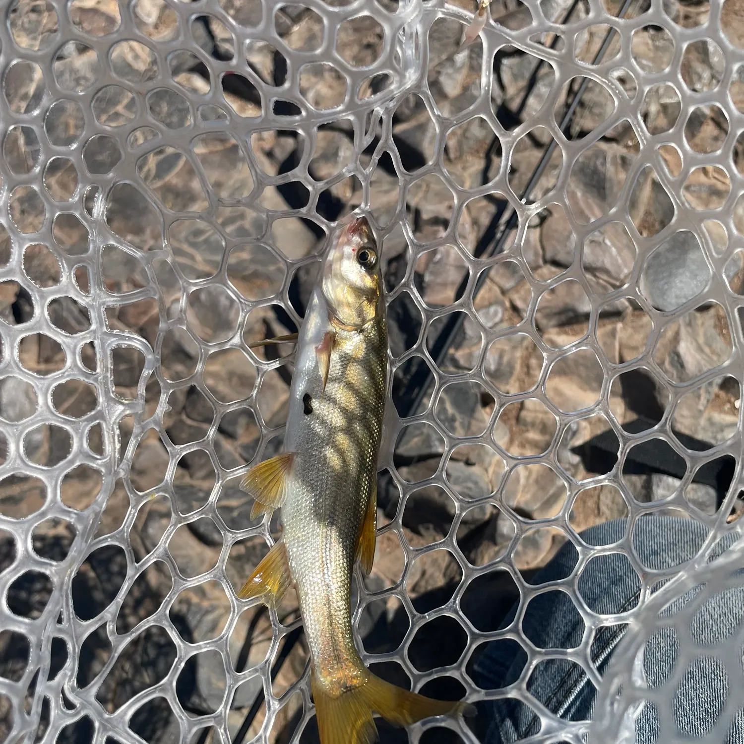 Sacramento pikeminnow caught on Fishbrain