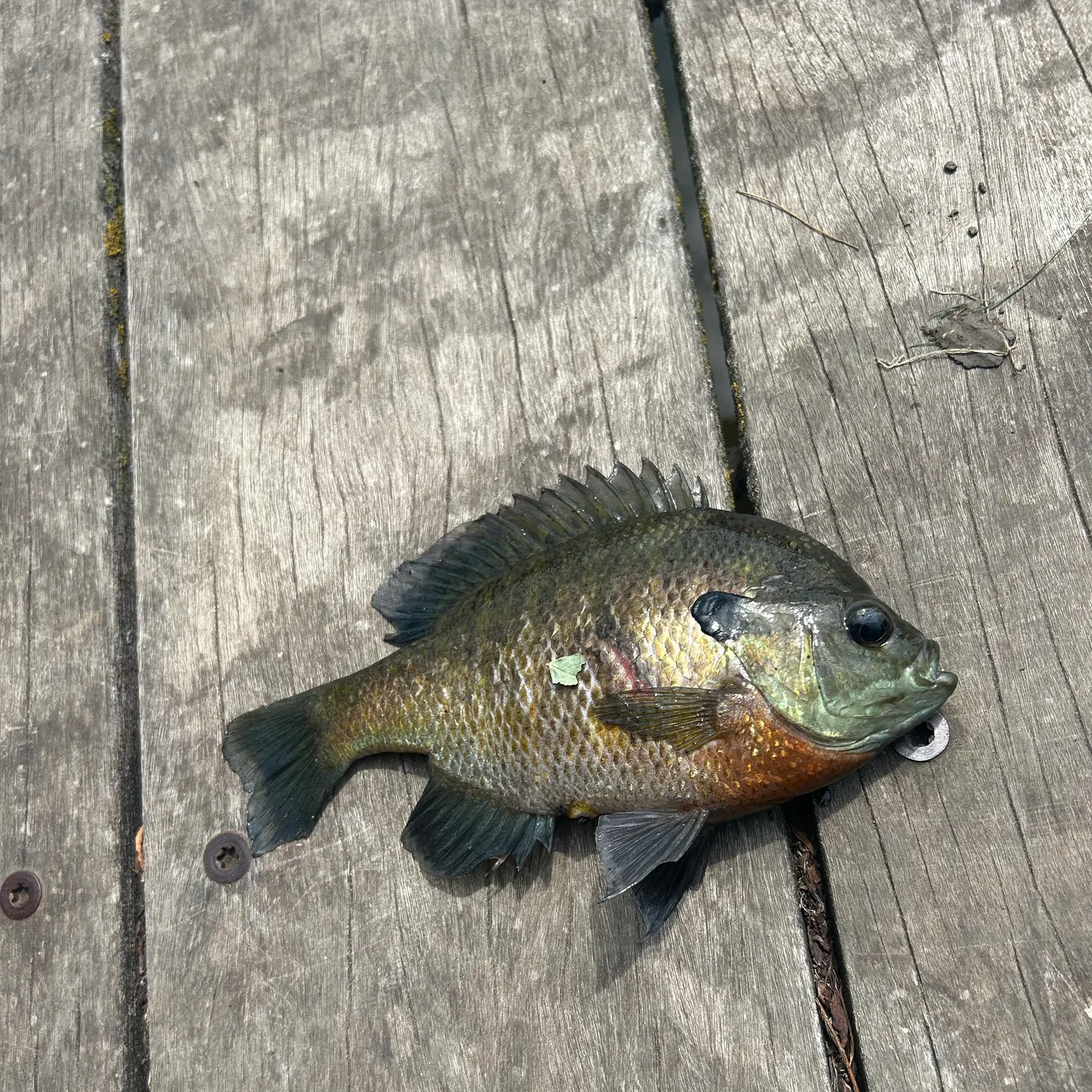 catch