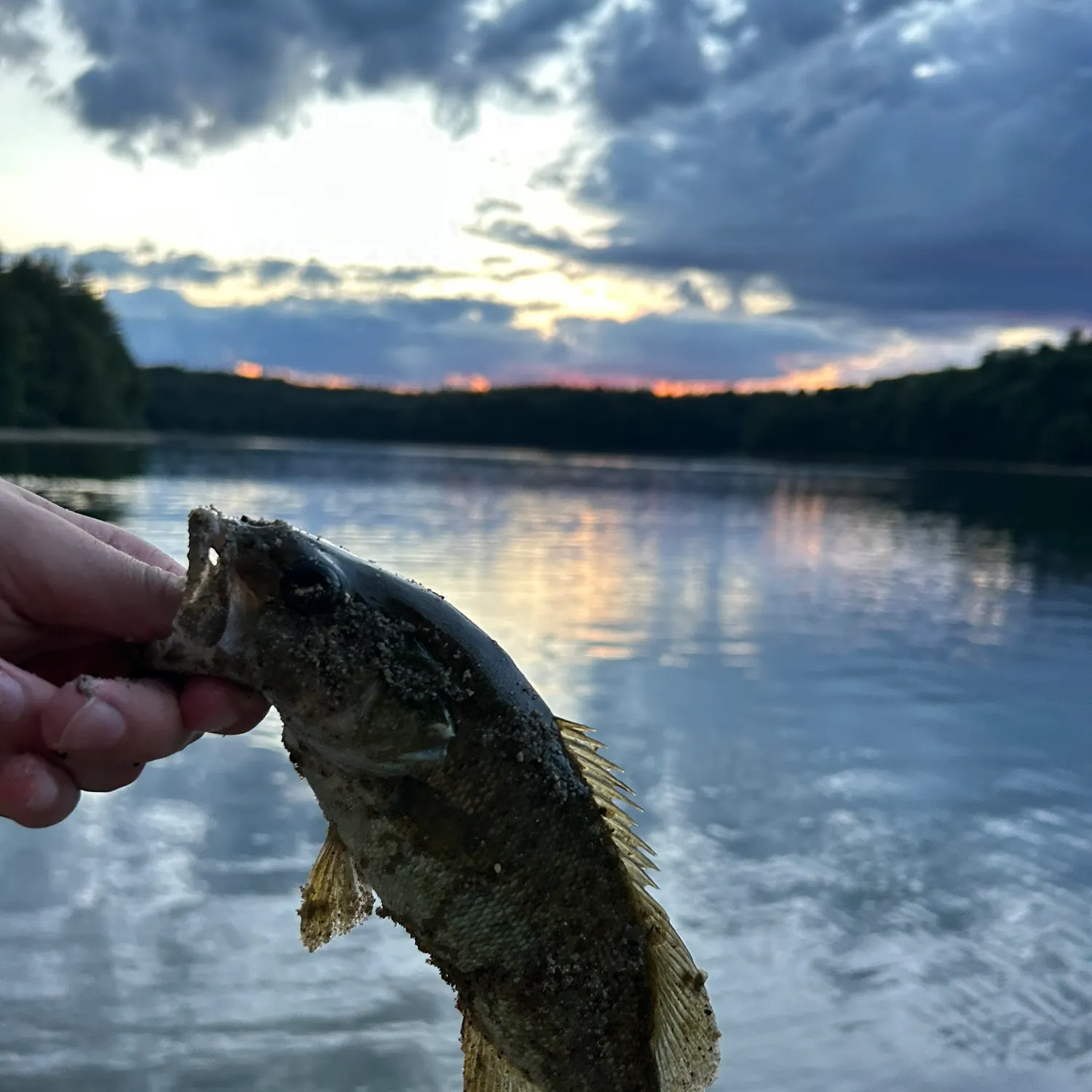 Smallmouth bass caught on Fishbrain