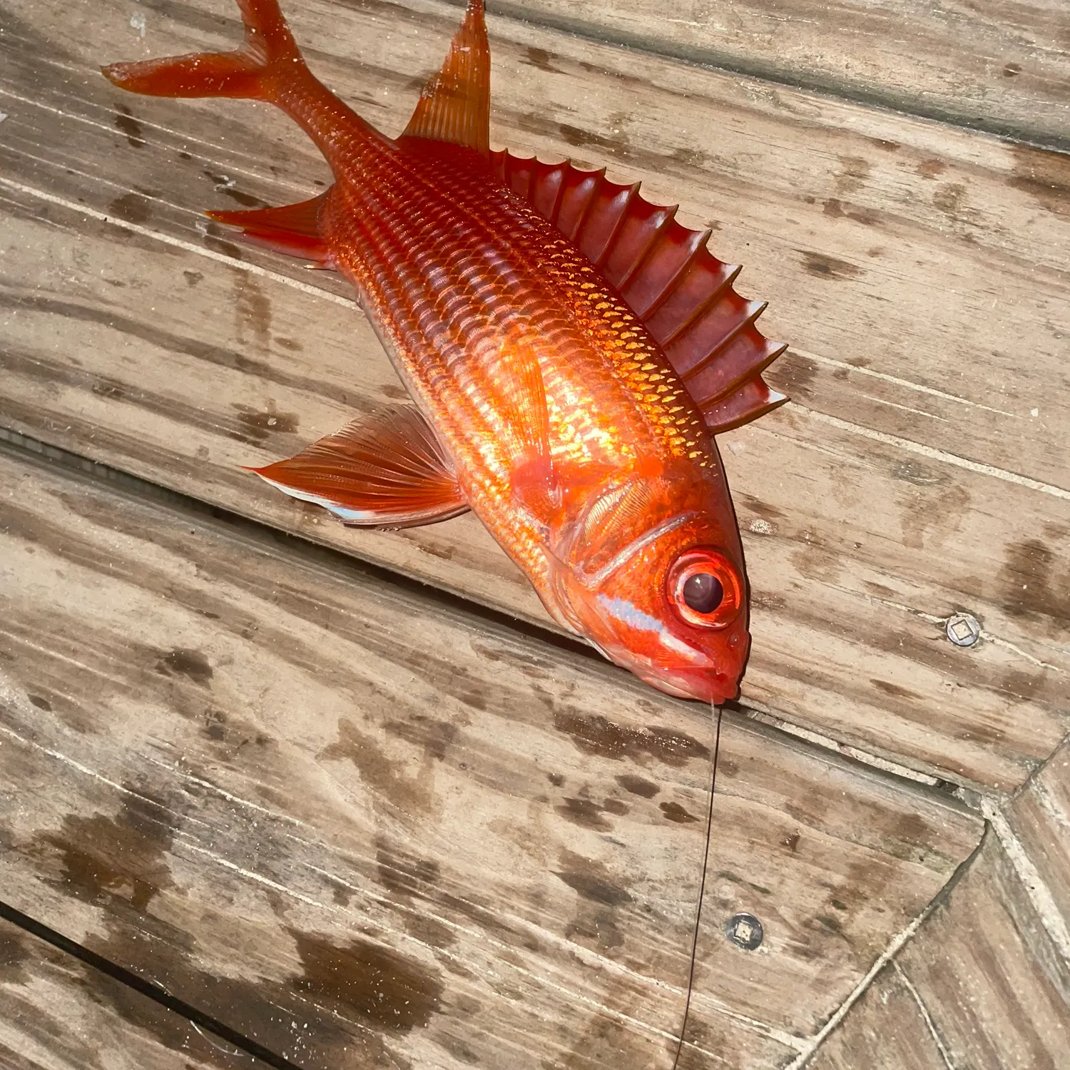 The most recent Common squirrelfish catches on Fishbrain