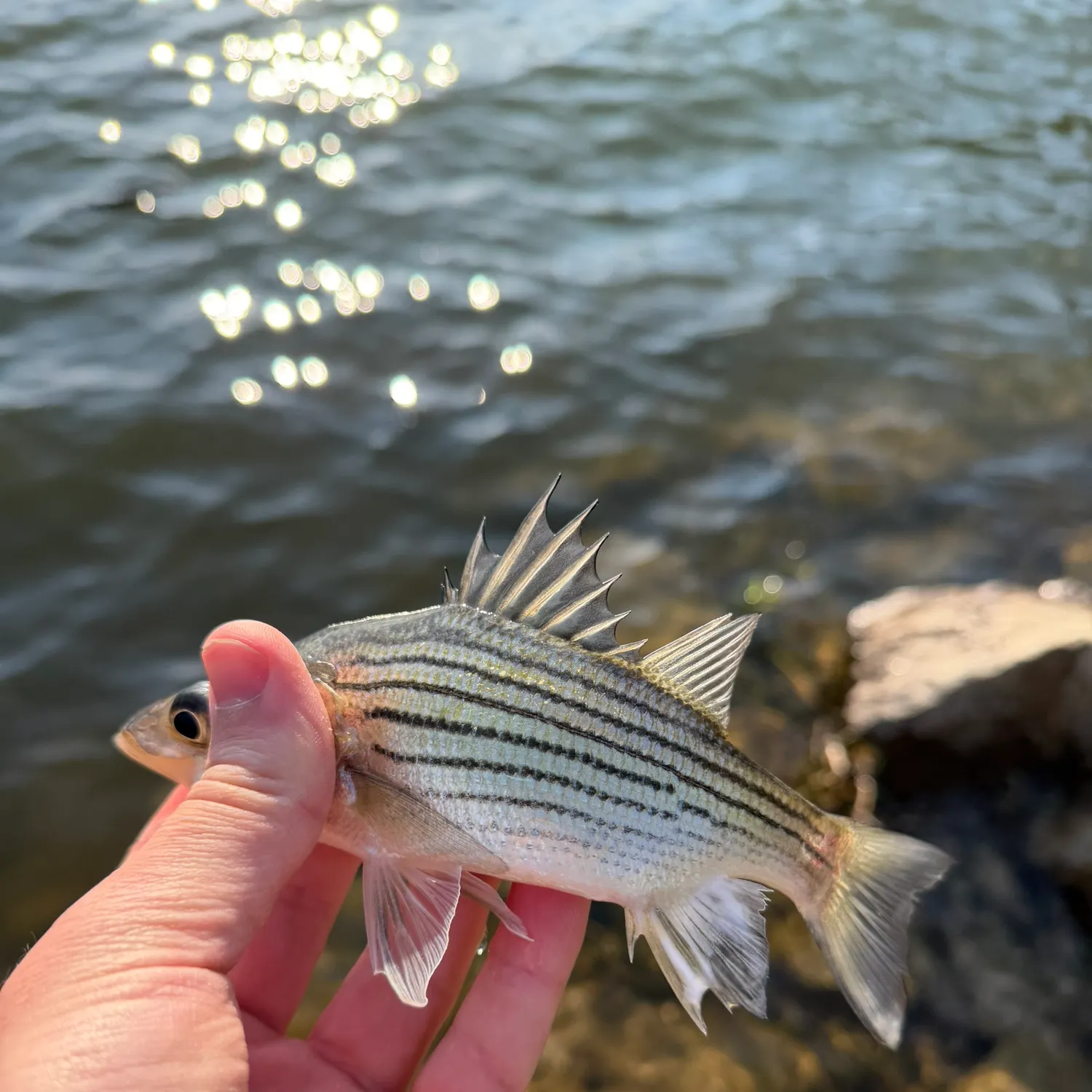 The most recent Yellow bass catches on Fishbrain
