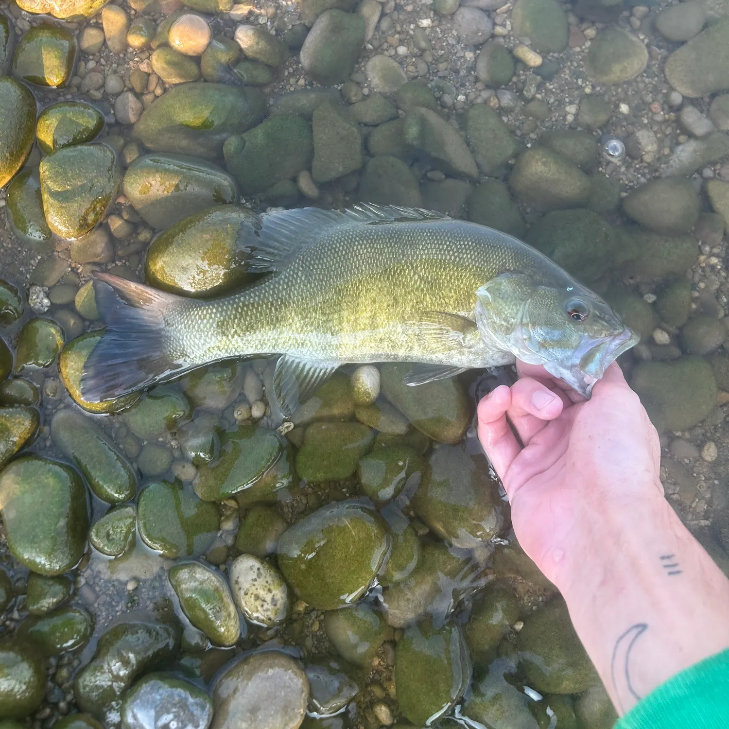 Smallmouth bass caught on Fishbrain