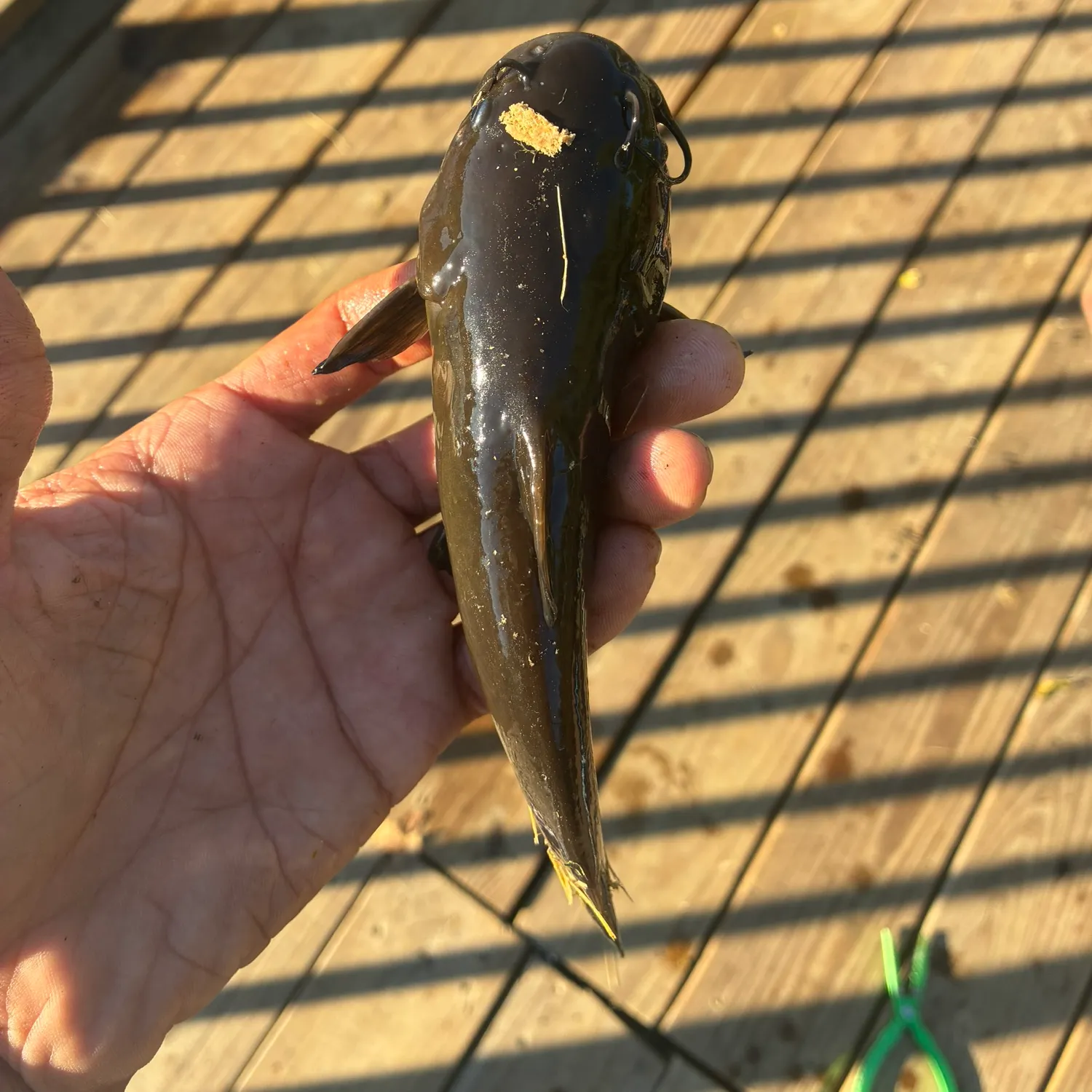 Black bullhead caught on Fishbrain