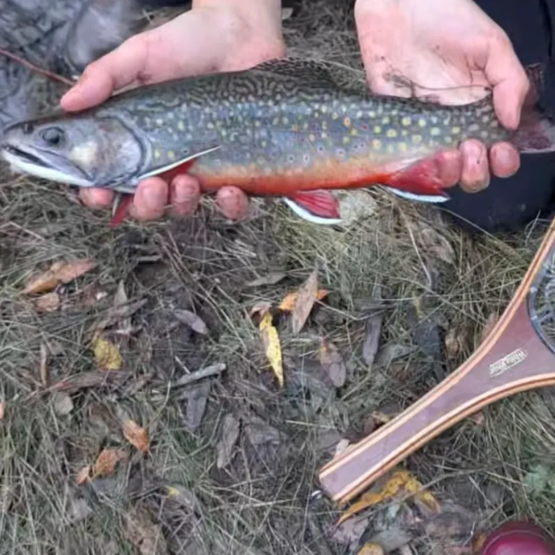 Brook trout caught on Fishbrain