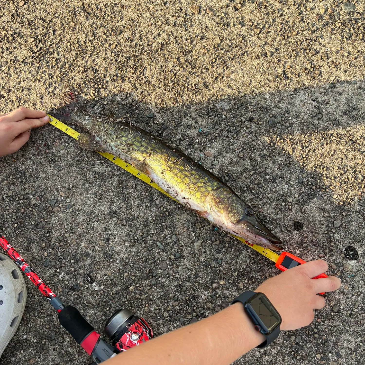 Chain pickerel caught on Fishbrain
