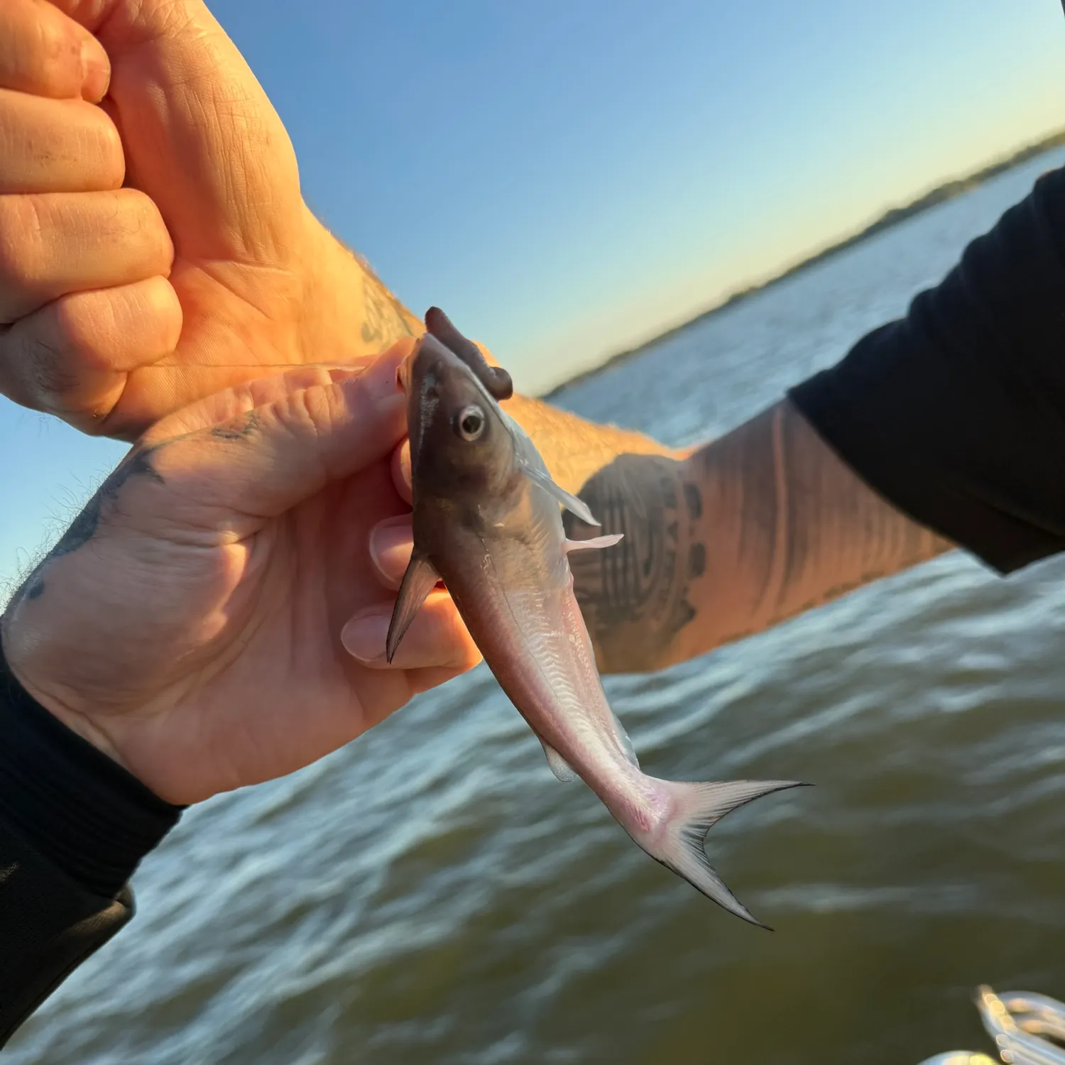 Blue catfish caught on Fishbrain