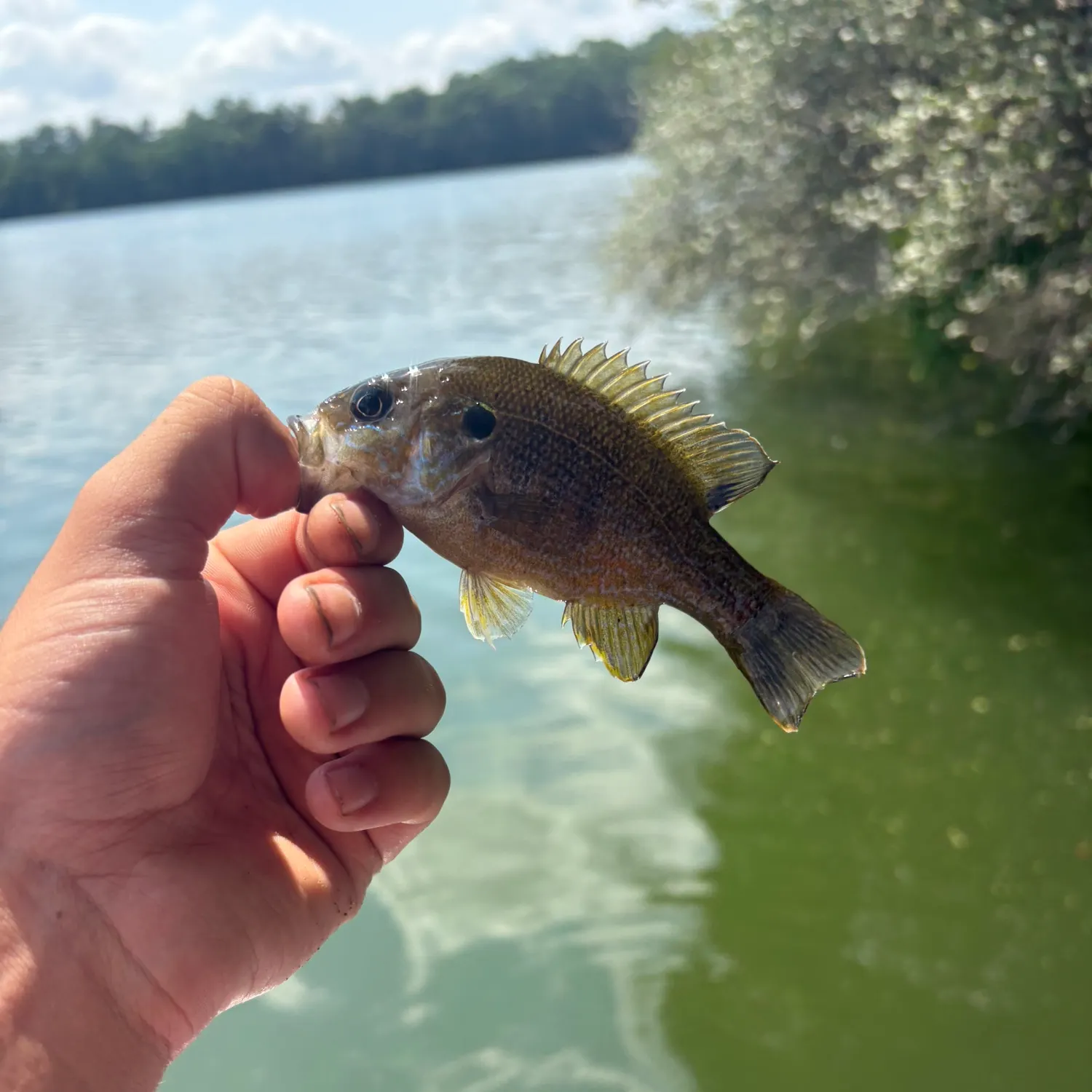 Green sunfish caught on Fishbrain