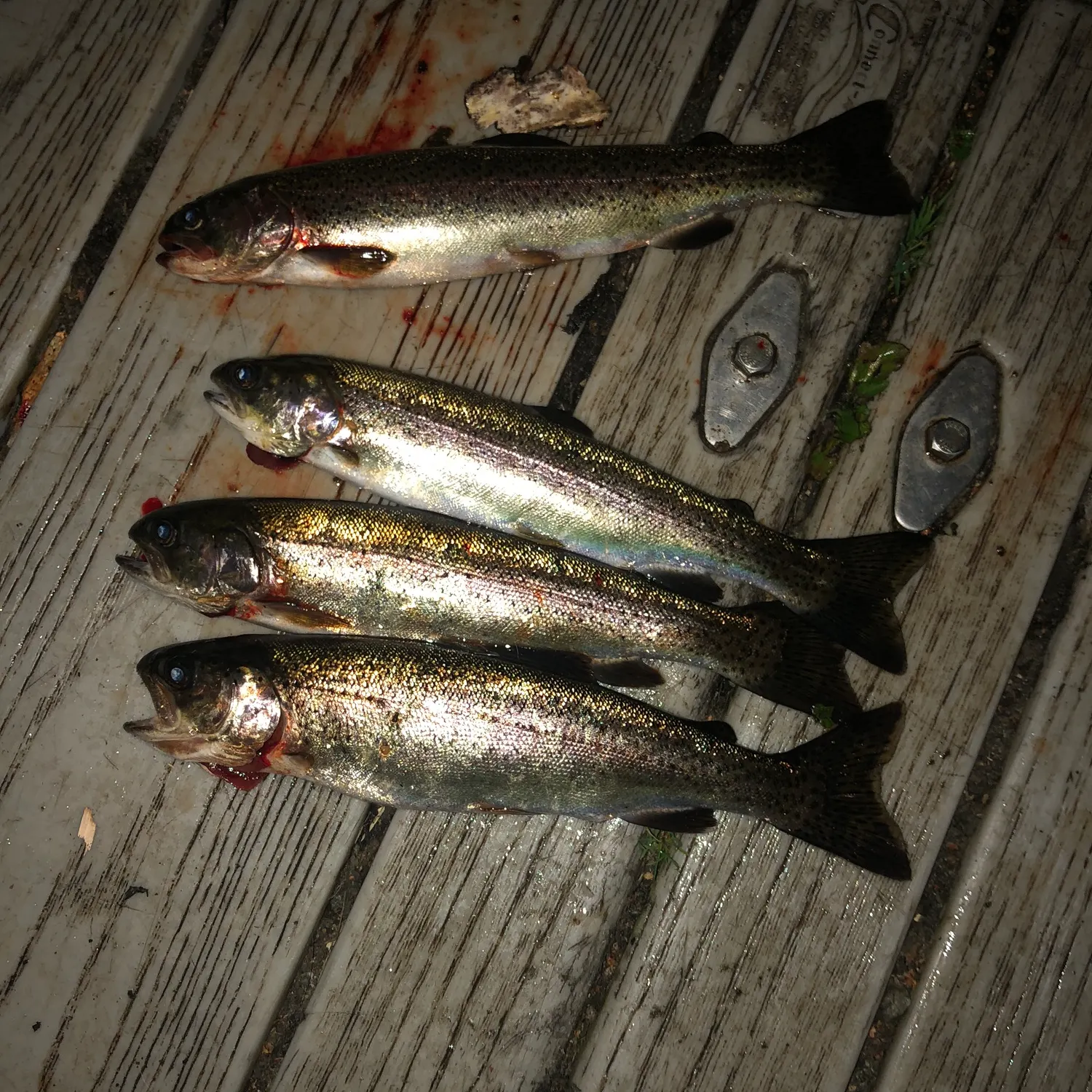 recently logged catches