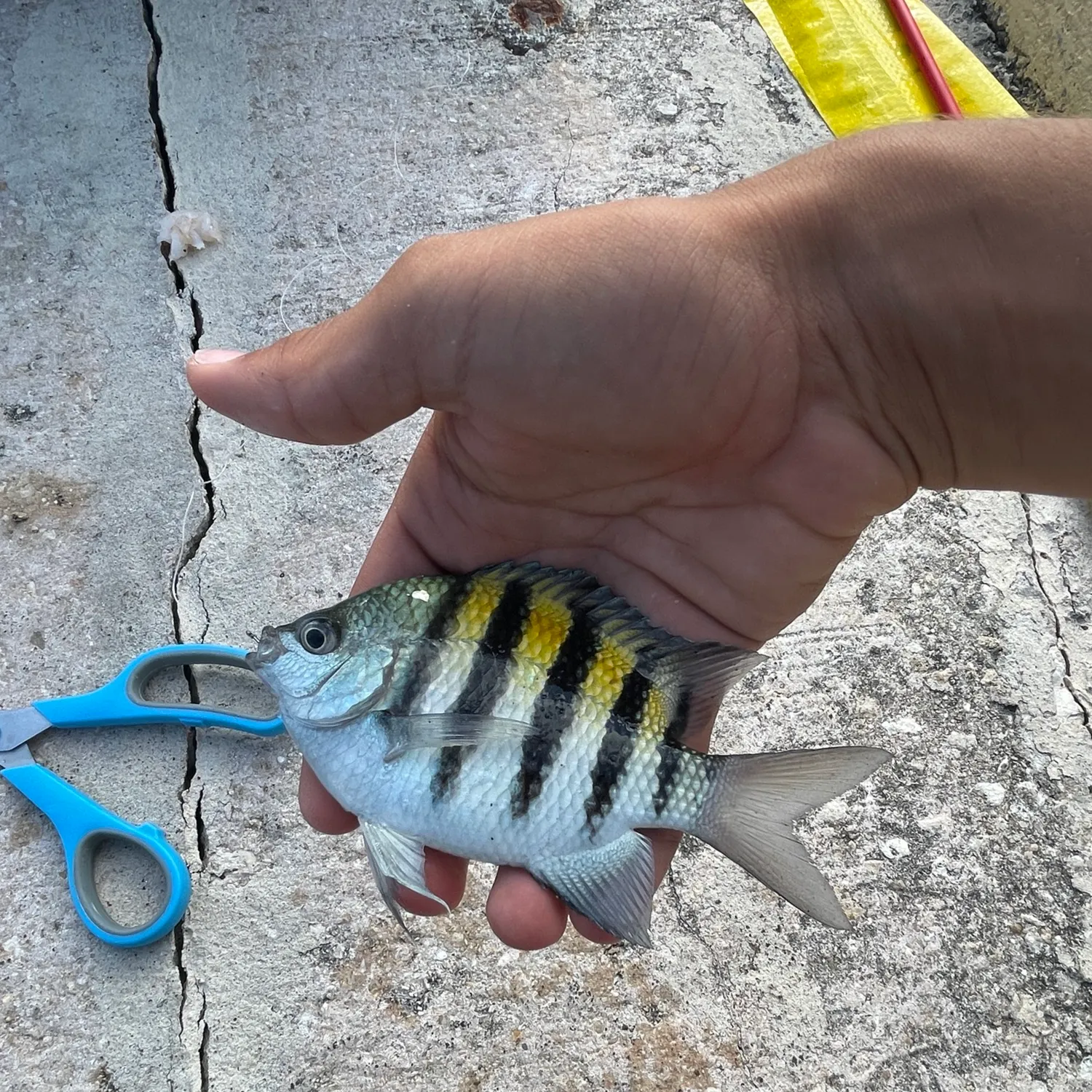 The most recent Sergeant-major catches on Fishbrain