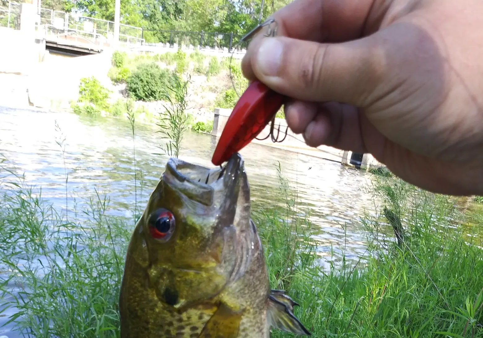 Rock bass