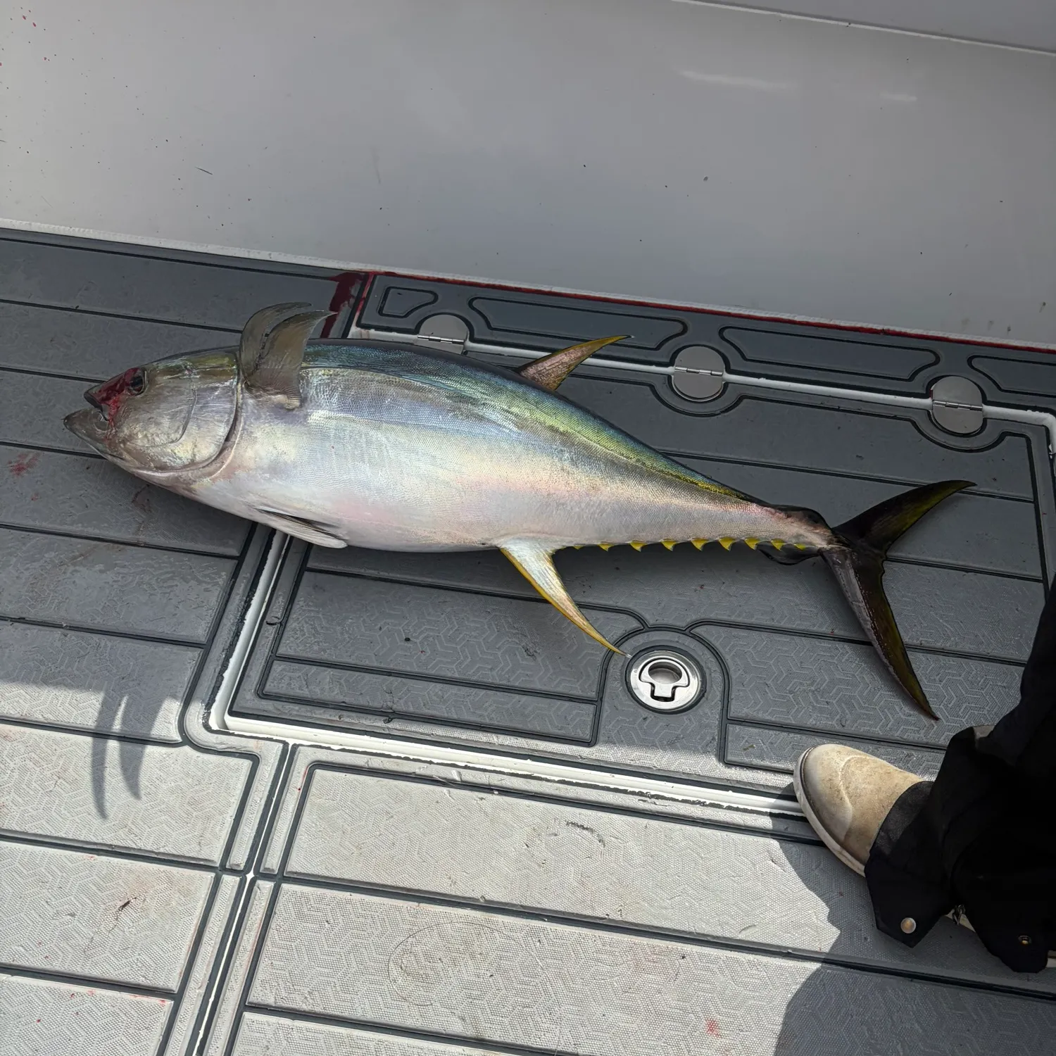 The most recent Yellowfin tuna catches on Fishbrain