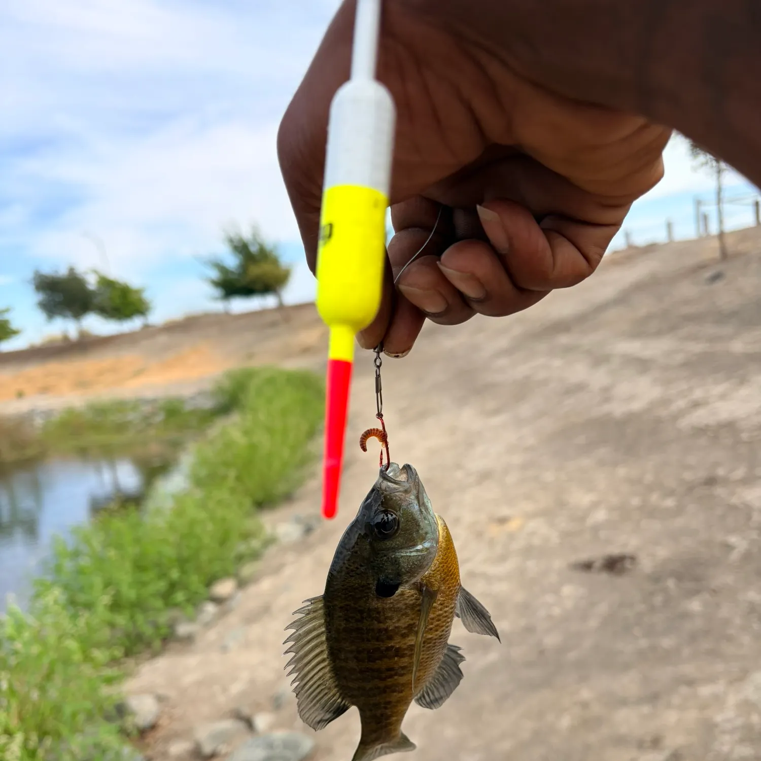 Bluegill caught on Fishbrain