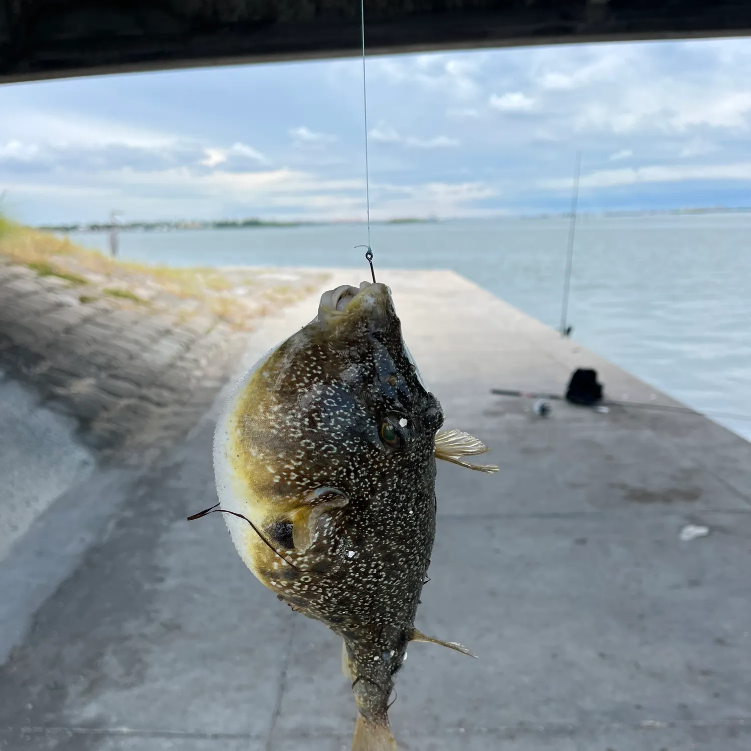 Southern puffer caught on Fishbrain