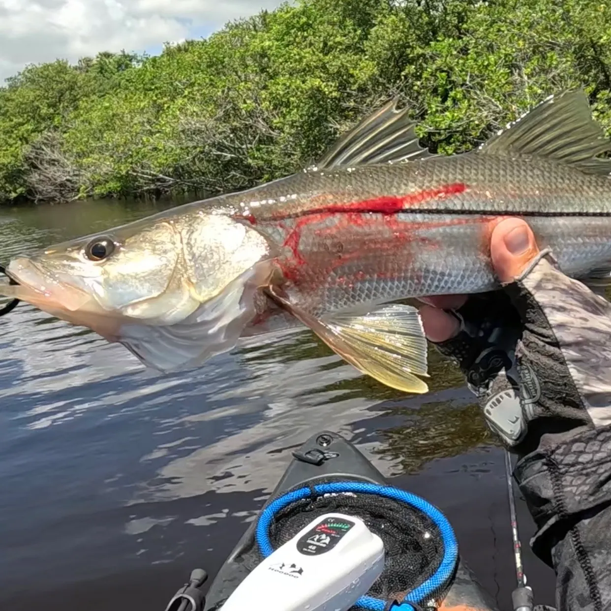 The most recent Common snook catches on Fishbrain