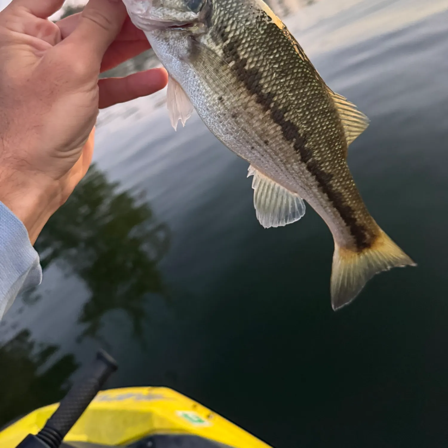 Spotted bass caught on Fishbrain