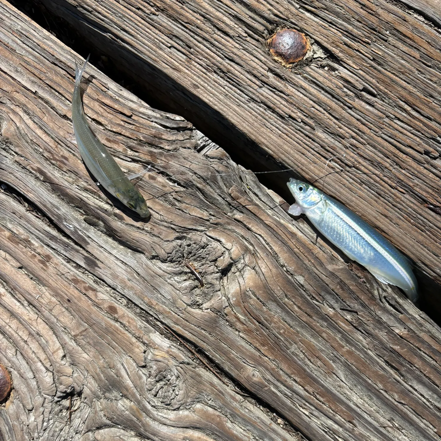 The most recent Topsmelt silverside catches on Fishbrain