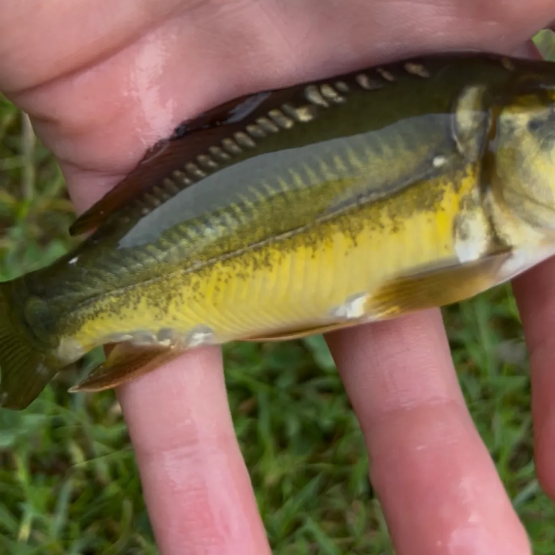 Leather carp caught on Fishbrain
