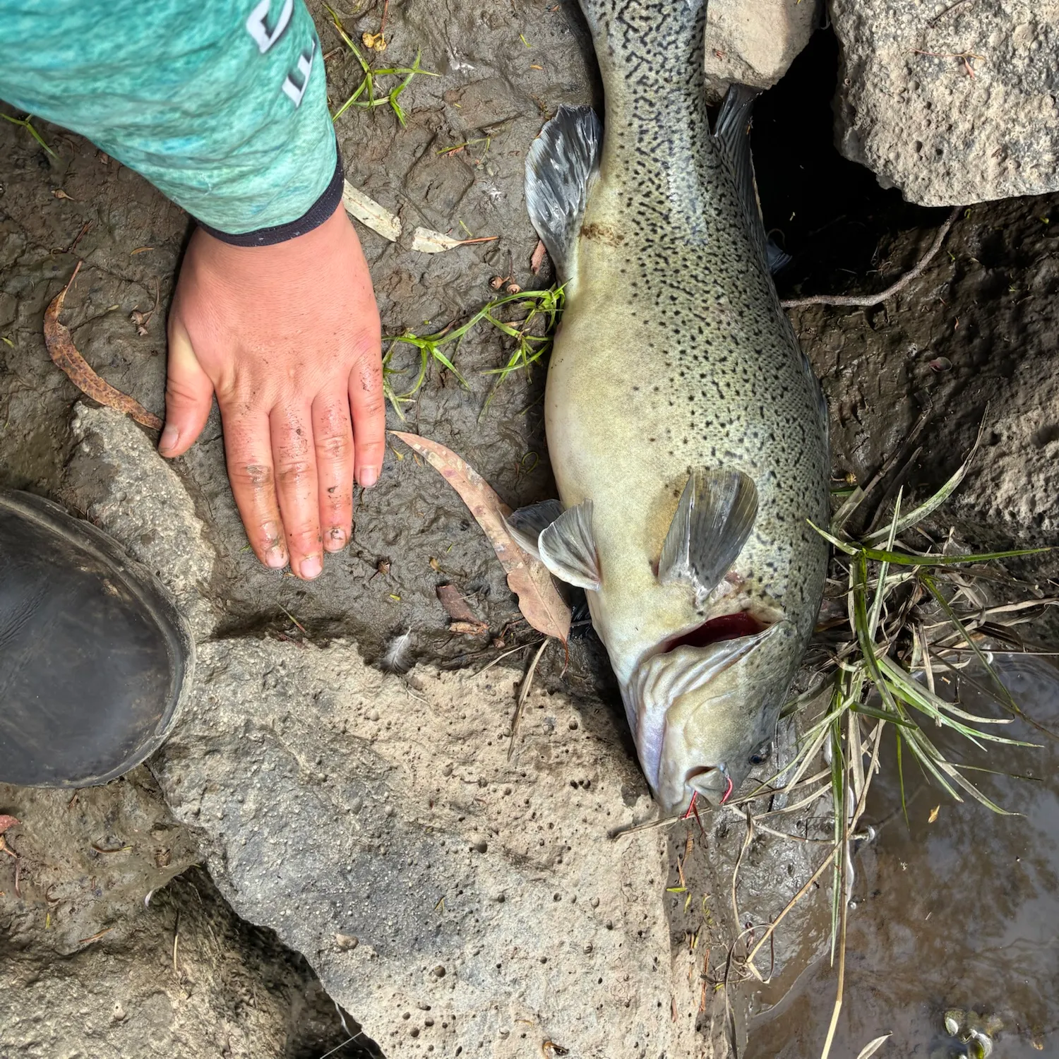 Trout cod caught on Fishbrain