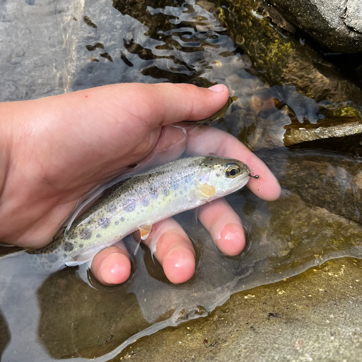 The most recent Coastal rainbow trout catches on Fishbrain