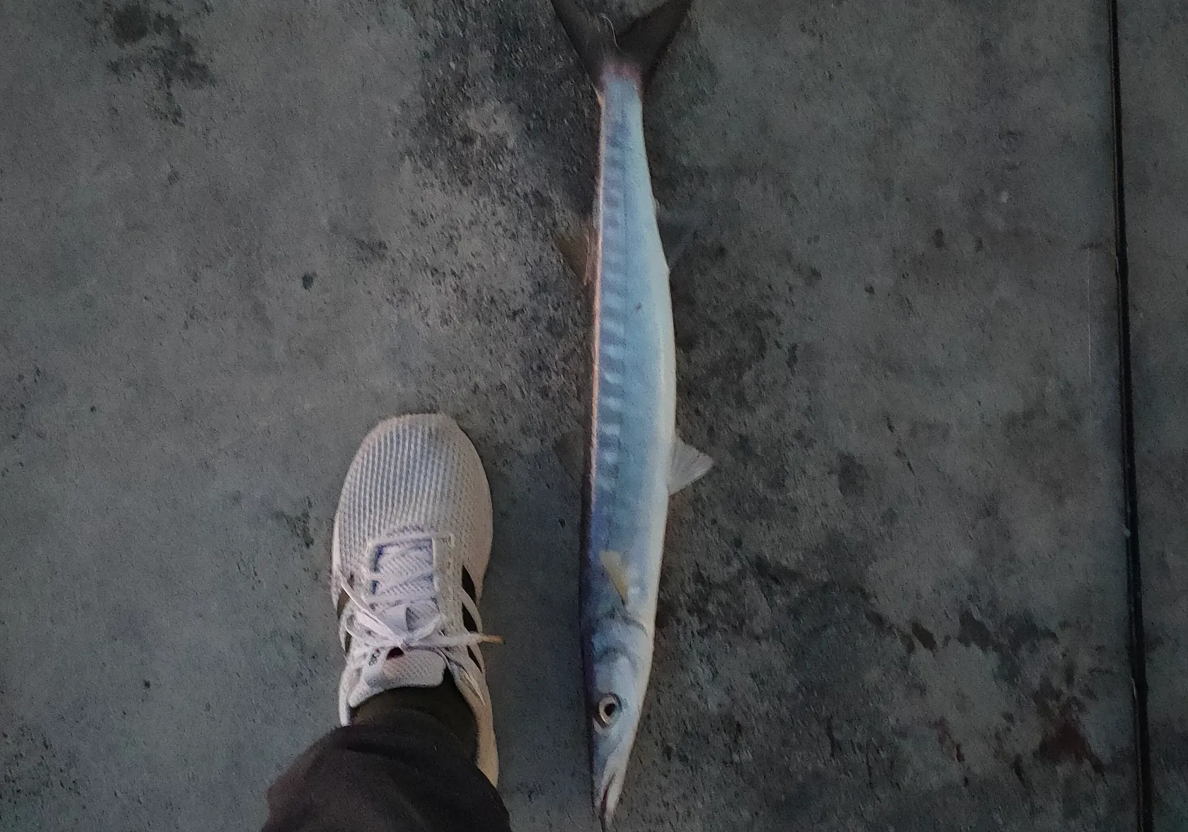 European barracuda