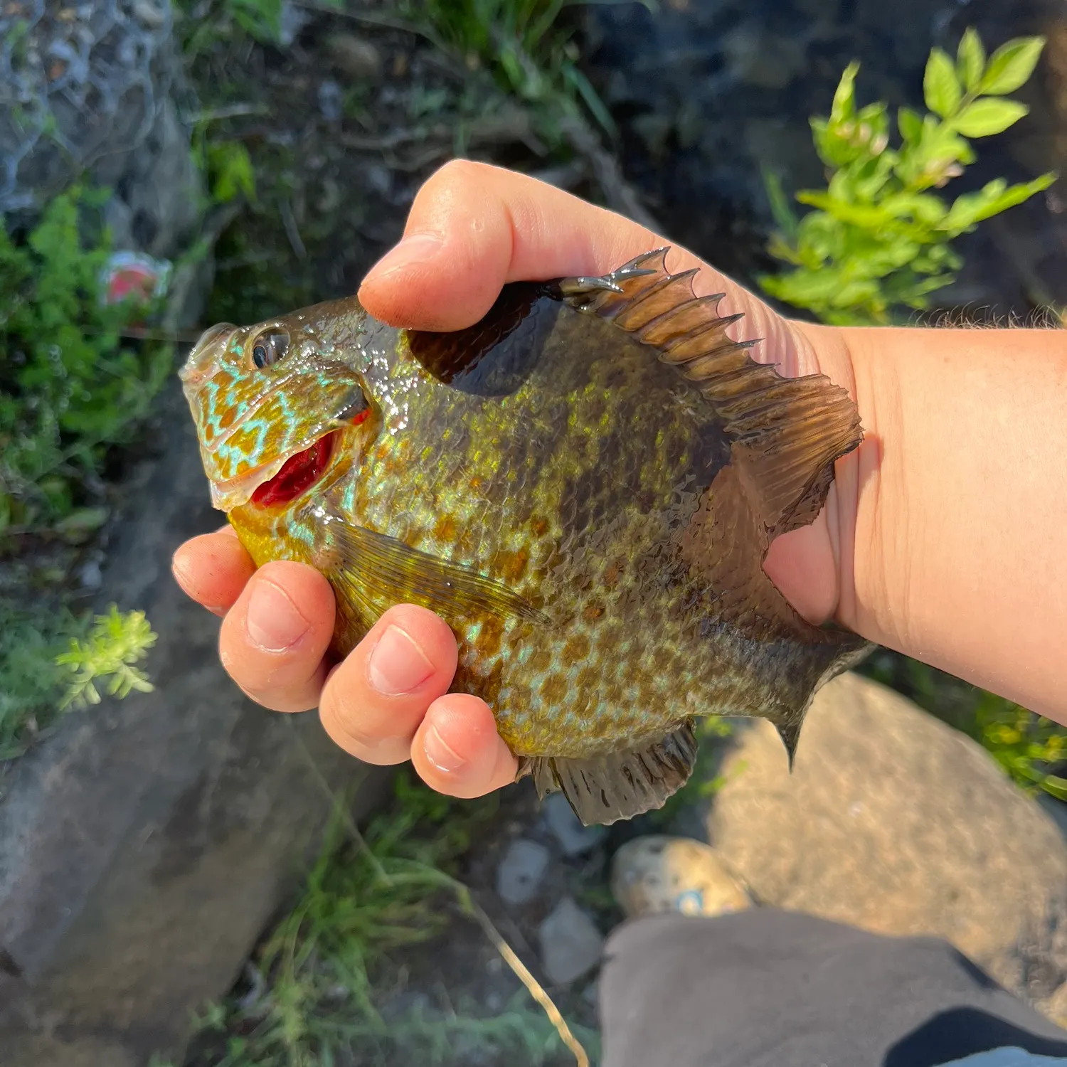 catch