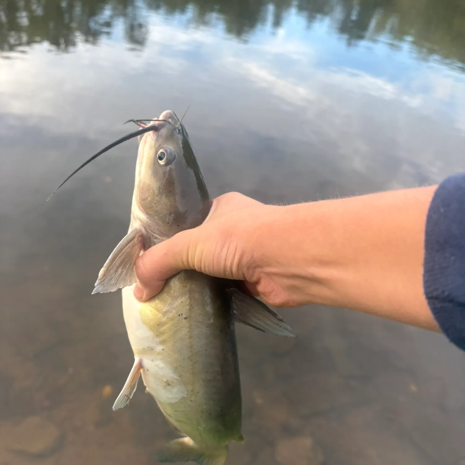Channel catfish caught on Fishbrain