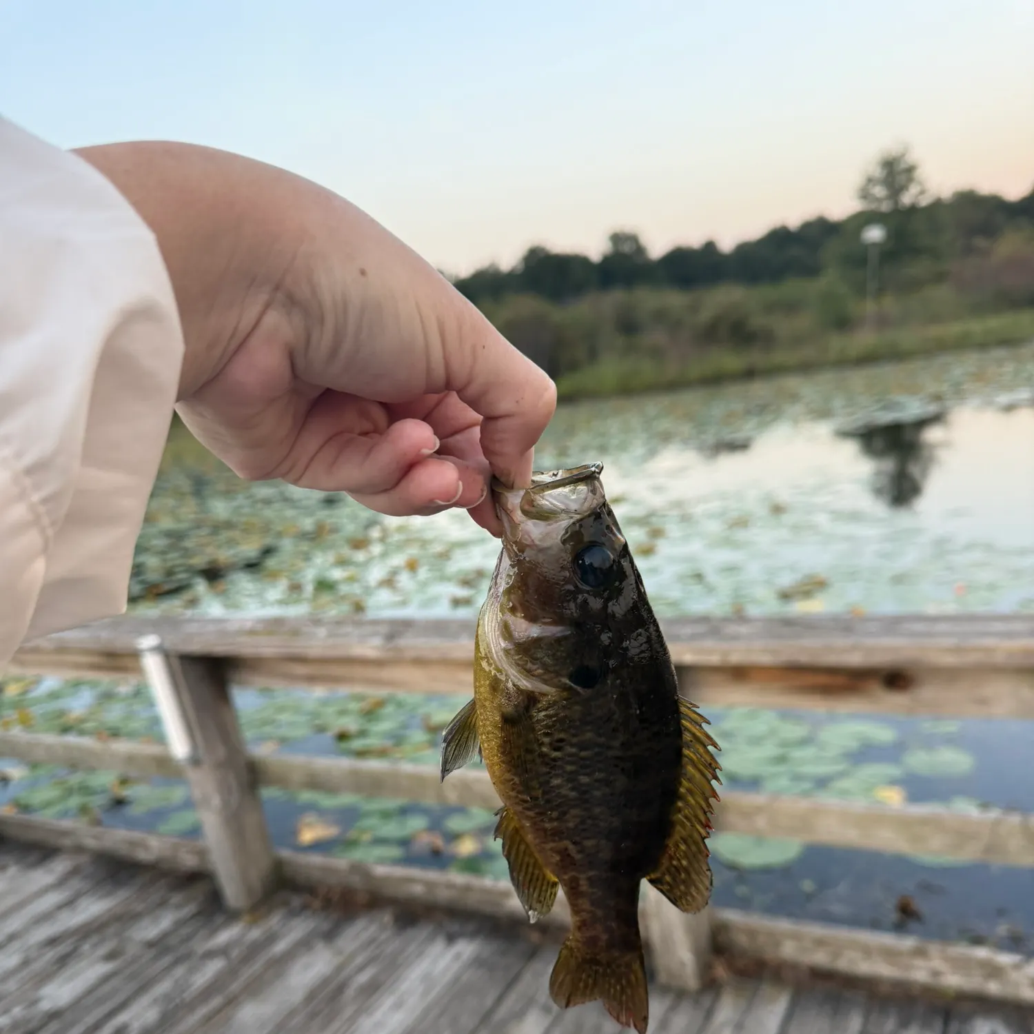 Warmouth caught on Fishbrain