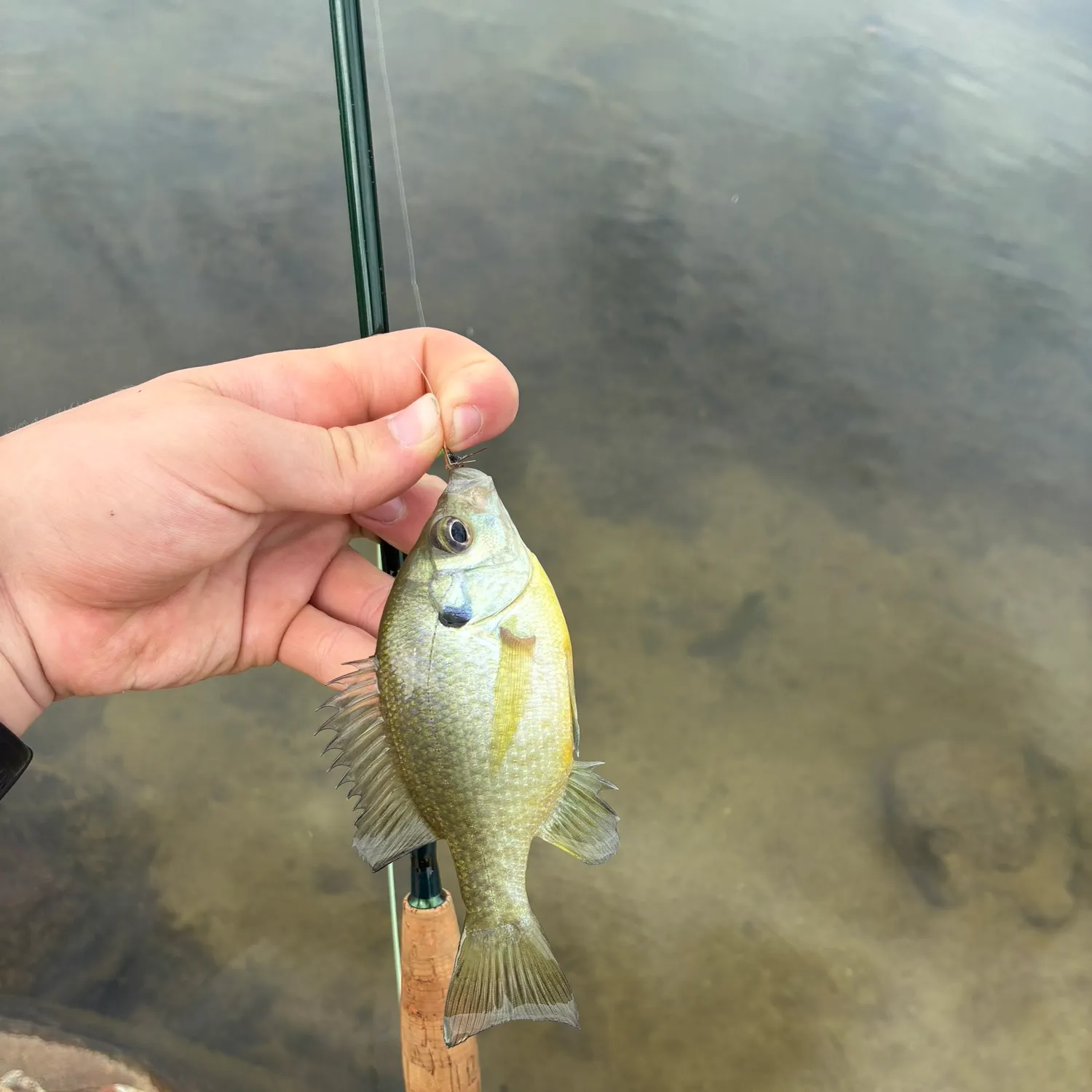 Bluegill caught on Fishbrain