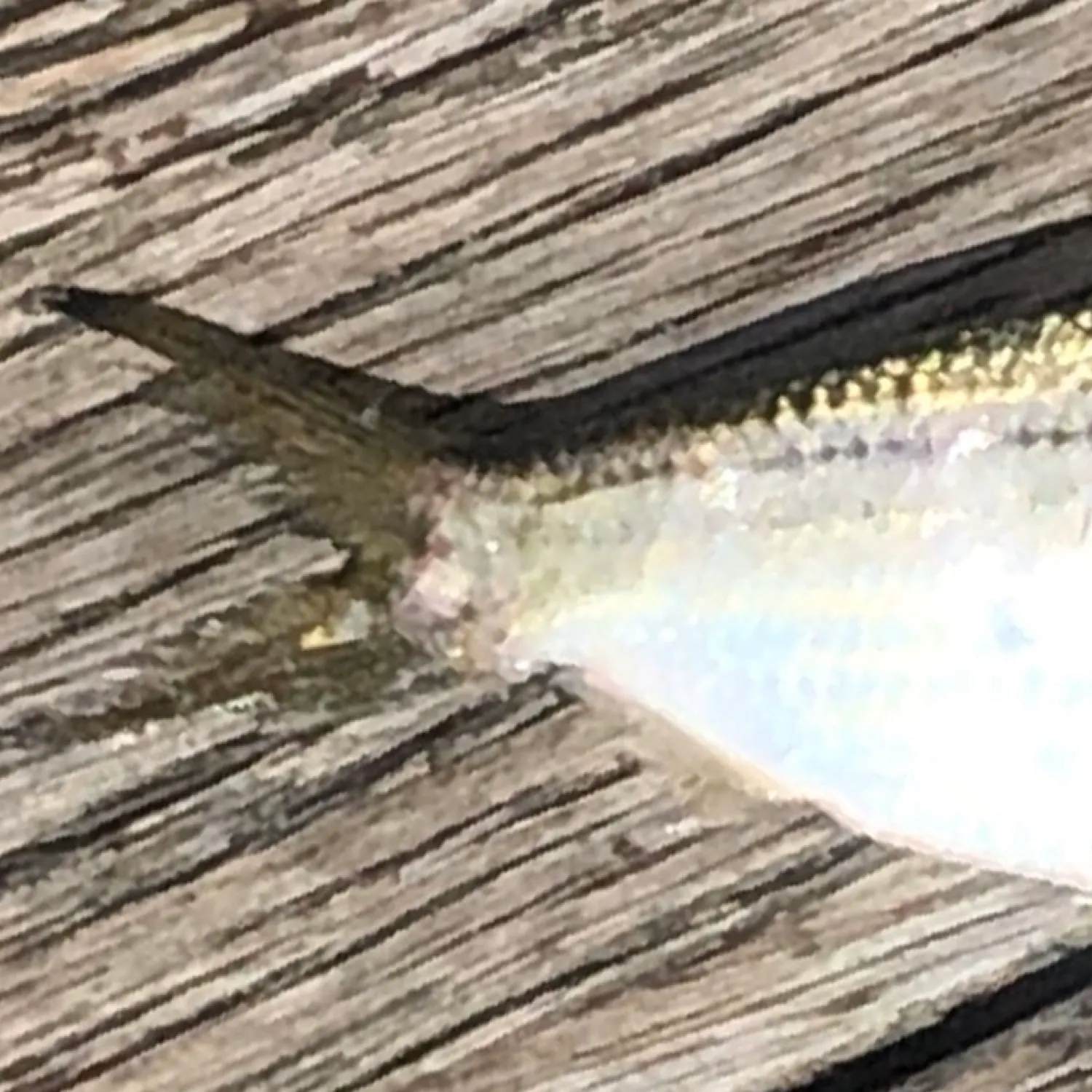 angler catch
