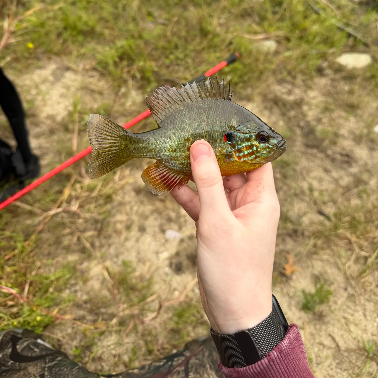 Pumpkinseed caught on Fishbrain