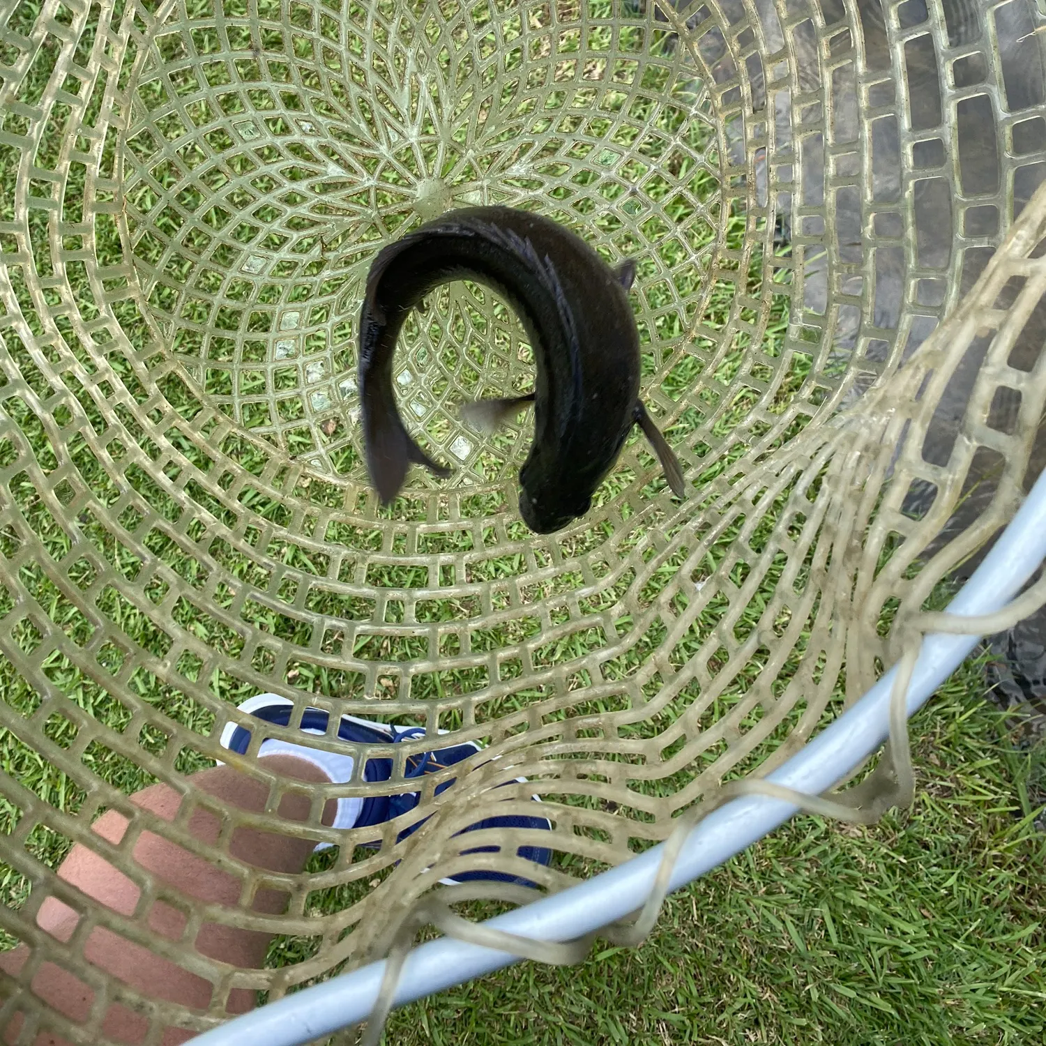 The most recent Bidyan perch catches on Fishbrain
