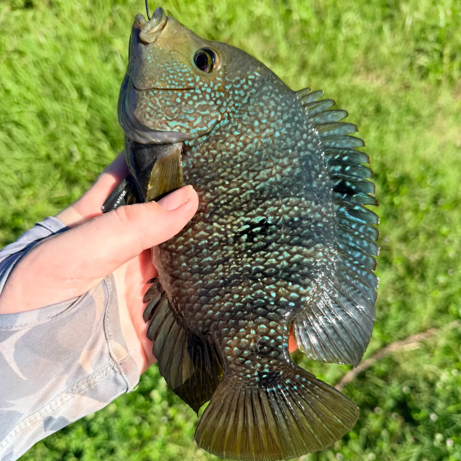 The most recent Rio Grande cichlid catches on Fishbrain