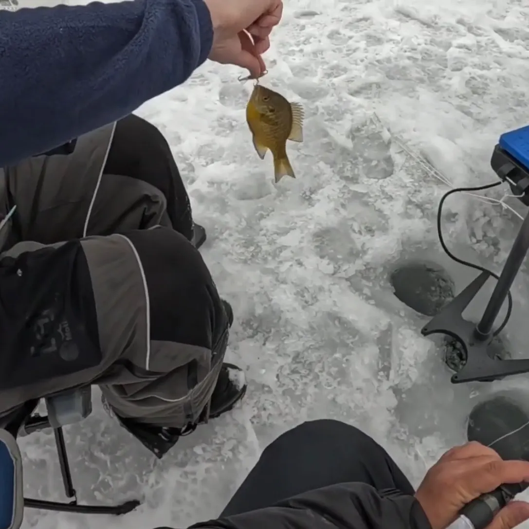 The most recent Bluegill catches on Fishbrain
